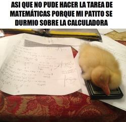 jaidefinichon:  a los gatos y patitos no se les despierta