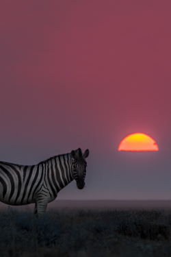 vurtual:  Zebra Dusk - Etosha National park, Namibia (by Andrew Schoeman) 