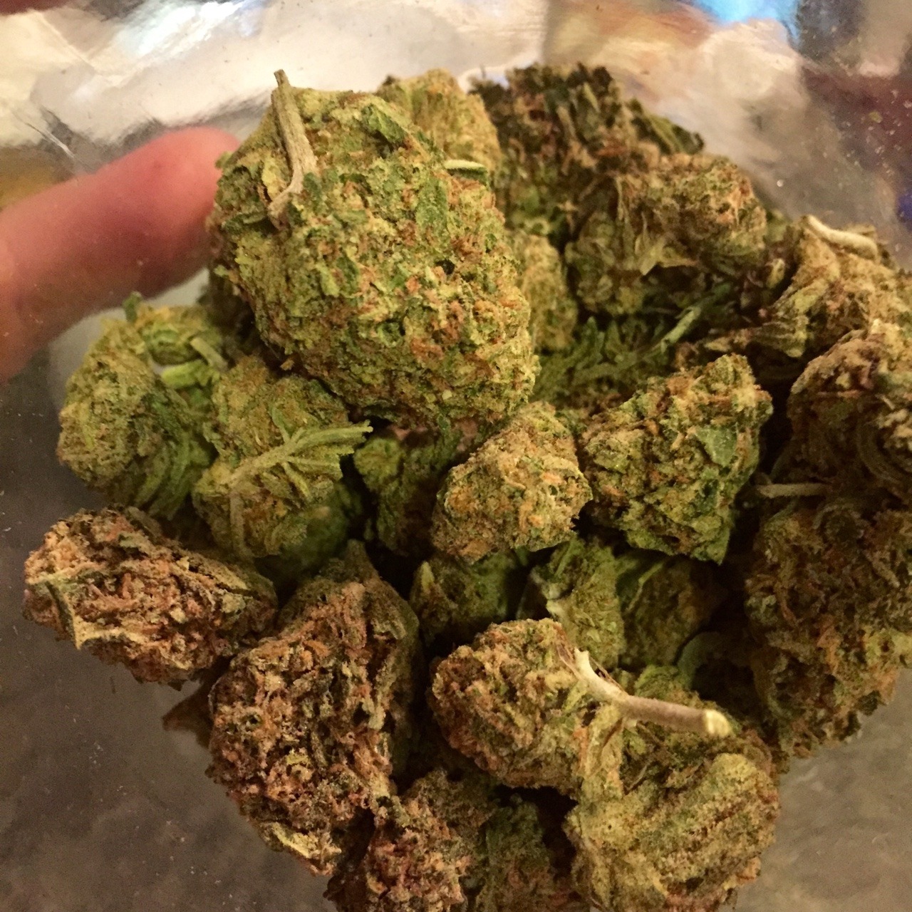 whatsakyle:  getting a closer look at the chemdawg. 
