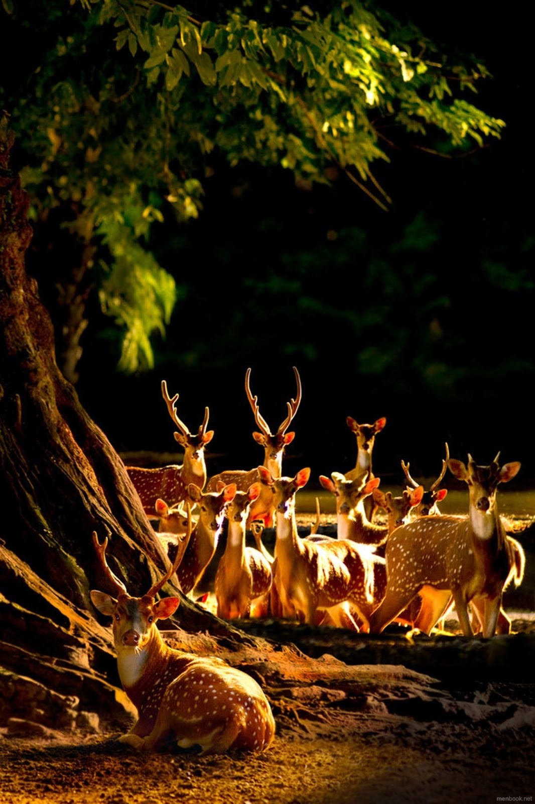 We herd you wuz havin’ a party (Roe Deer in England)