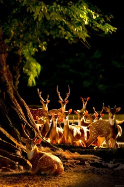 We herd you wuz havin’ a party (Roe Deer