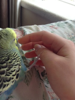 importantbirds:  THIS MY BIRB!!! HE LIKES MY FINGER!!!!LIKE THE FANDLE