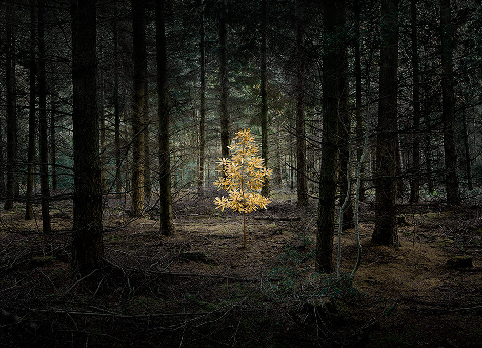 davidesky2:  by Ellie Davies, via Beautiful/Decay.