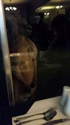 prguitarman:  richardcreech:  MY FRIEND JUST WENT OUT FOR DINNER AND THIS MOTHERFUCKER TURNED UP AT THE WINDOW LIKE HE HAD A FRICKING RESERVATION GOD DAMMIT AUSTRALIA   Five Nights At Freddy’s DLC