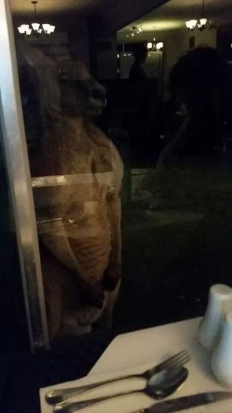 sarcasticsagittarius:
“ richardcreech:
“ MY FRIEND JUST WENT OUT FOR DINNER AND THIS MOTHERFUCKER TURNED UP AT THE WINDOW LIKE HE HAD A FRICKING RESERVATION
GOD DAMMIT AUSTRALIA
”
five nights at australia
”