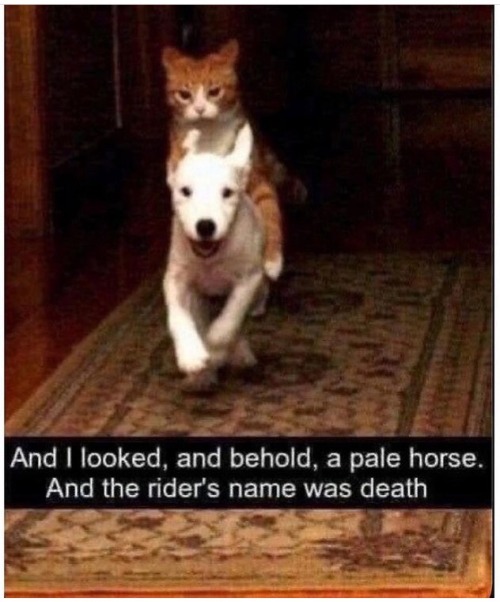 tumblr photo prettycocokitty 6