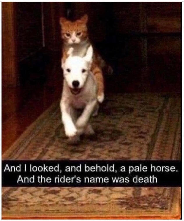 tumblr photo prettycocokitty 1