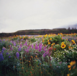 delta-breezes:  those flower-filled hills by manyfires on Flickr. 