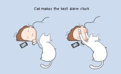 awesome-picz:  Benefits Of Having A Cat 