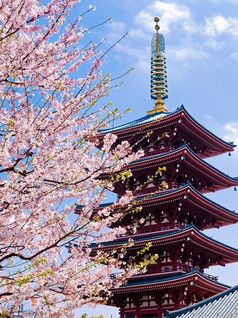 zekkei-beautiful-scenery:  Cherry blossoms in Japan  Sakura is a part of Japanese