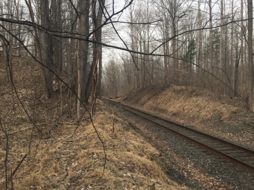 comrade-jiang:a walk through these woods, simmering with unease and decay. the downed power lines th