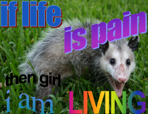 arborealgargoyle:  milkpowderbun:if life is pain then girl i am LIVING [id: a picture of a possum standing in grass and opening its mouth wide defensively. there is text edited at different angles across the image in blue, purple, and black, with the