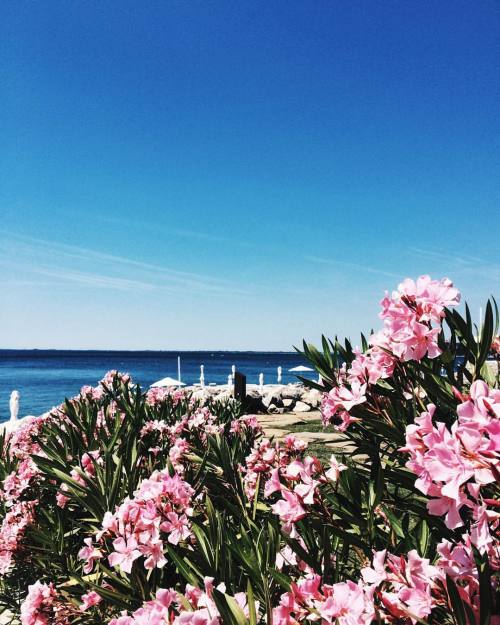 #frachella #travel #sistiana #beach #italy #flowers #sea #summer #wanderlust #daydream (at Sistiana)