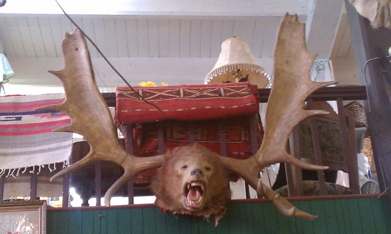 A bear moose hybrid taxidermy spotted in Oregon by the lovely Daisy Tainton