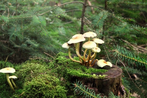 childofthe-wolf:mushroomsby Schokomizi
