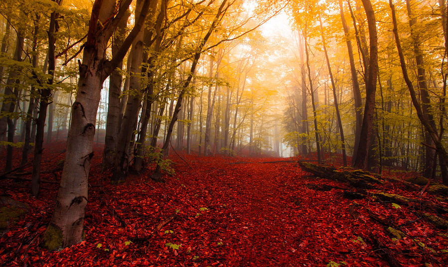drxgonfly: Fog (by Mirko Fikentscher)