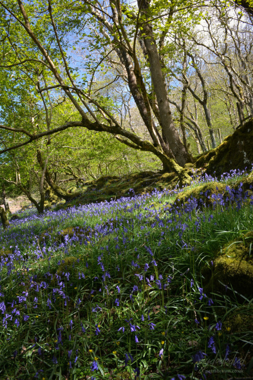 mydododied:Bluebell woods