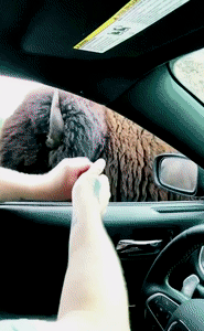 GIF, OWENS, GIF!