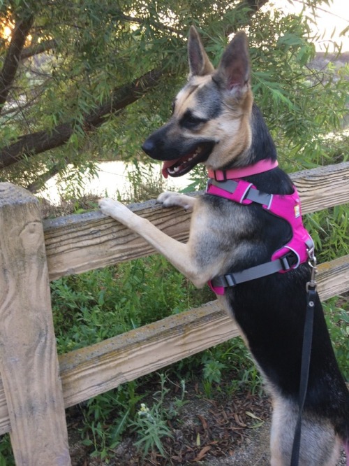 Breaking in her new Ruffwear harness!