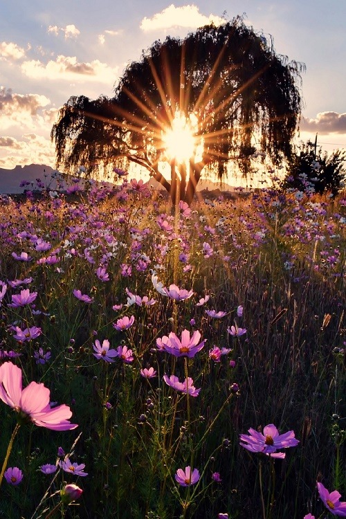 Good morning. 