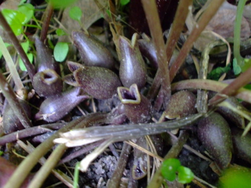 Asarum arifolium