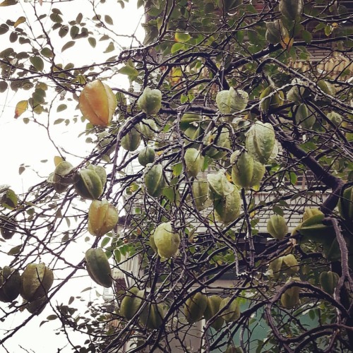 rainy day, lots of stars, lots of fruits, lots of dew, lots of moods #rainyday #jingfenhwu #dew #tai