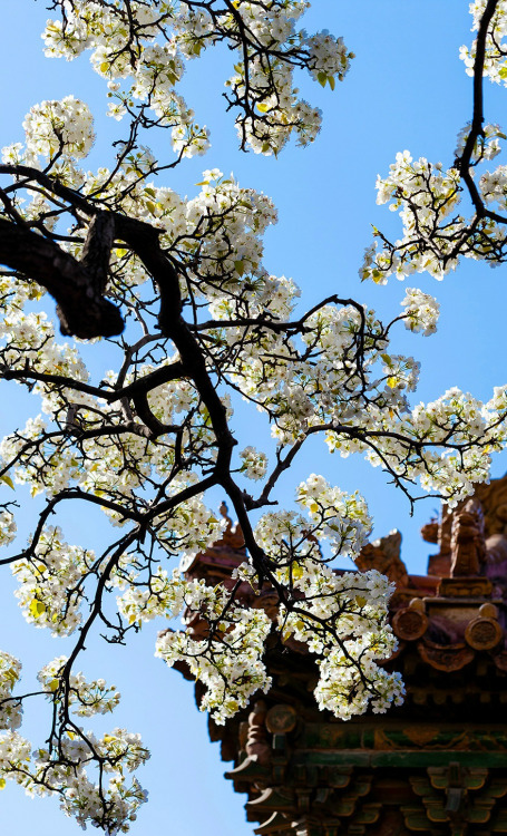 Pear blossoms in the Forbidden City紫禁城.  Literally it should be called Purple Forbidden City, w