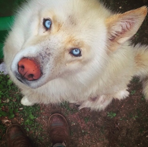handsomedogs: This is Dante! He’s my 7 year old Siberian husky who is the most handsome boy I 