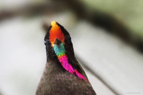fullfrontalbirds:Rainbow-bearded Thornbill (Chalcostigma herrani) © Mary Torres