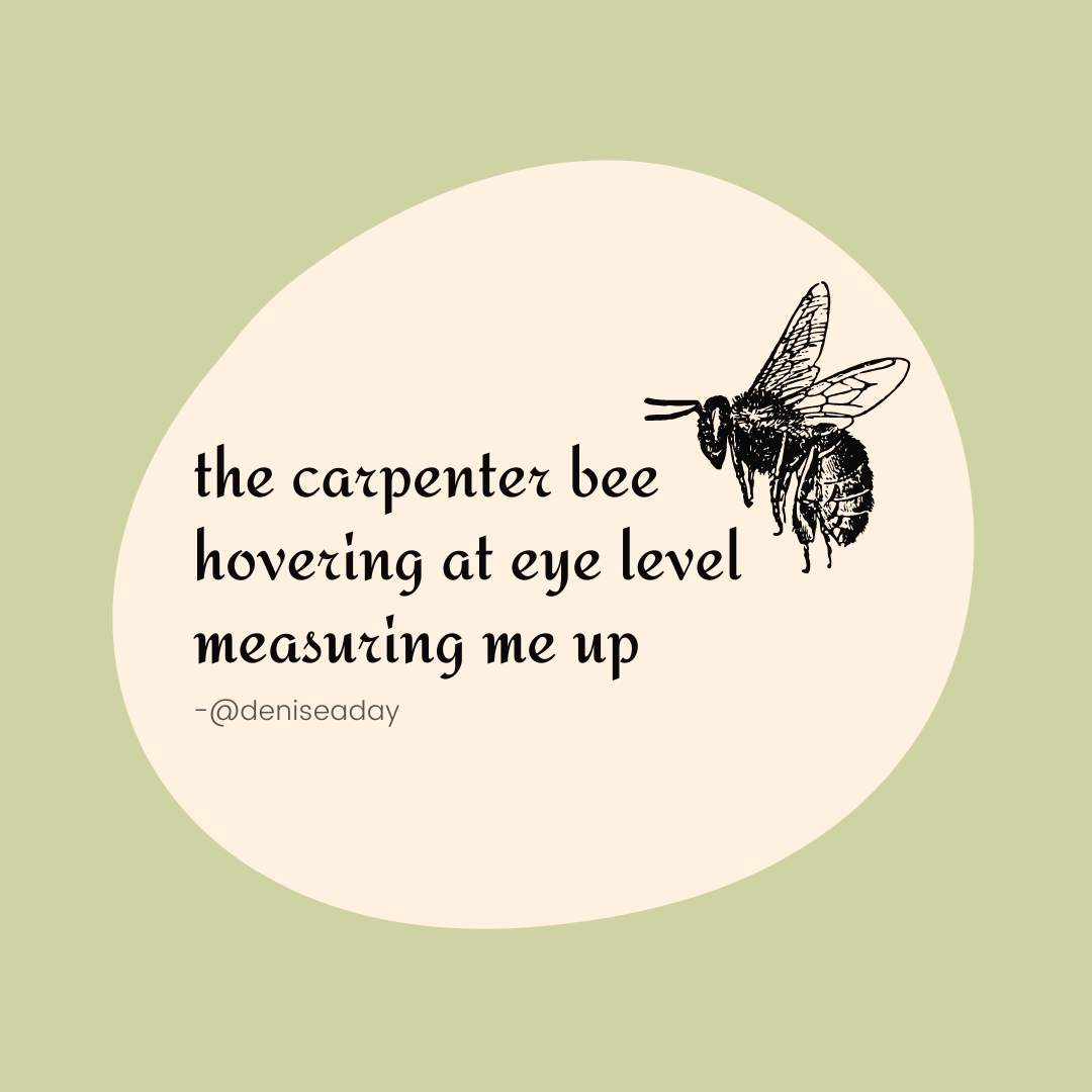 Thanks to Joanne Harris (@joannechocolat ) for the poetry prompt today 😊
the carpenter bee
hovering at eye
level measuring me up