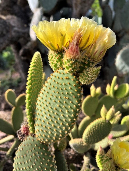 Opuntia microdasysThis is a common cactus in cultivation, with a charming appearance and the innocuo
