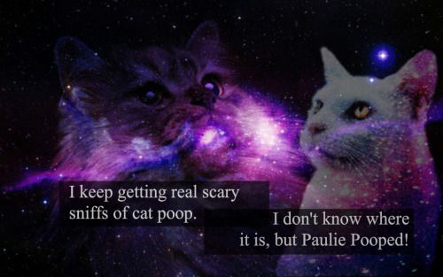 ~+*♡*+~ Follow for more cat poops ~+*♡*+~