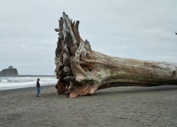 sixpenceee:  This piece of sequoia driftwood is huge! (Source) 