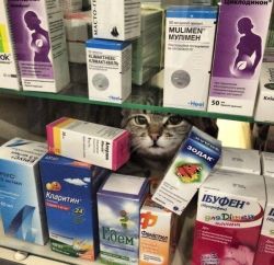 surprisebitch:  totallynotagentphilcoulson: lord-kitschener:  lord-kitschener:   babyanimalgifs: he’s gonna heal u  I trust him   a Healing Boy   Khajiit has wares if you have coin  i need healing