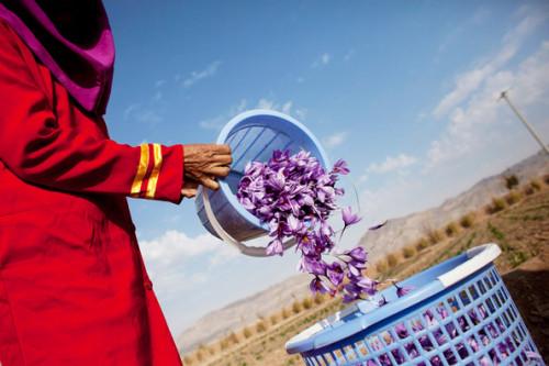 stories-yet-to-be-written:warkadang: Saffron harvest in Herat province, Afghanistan.  Photographs by Majid Saeedi/Getty Images. 