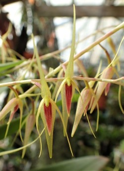 orchid-a-day:  Pleurothallis aggeris Syn.: