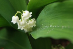 vaggysworld:    Lily of the valley .