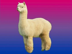 bisexual-alpaca:  Make sure to always reblog