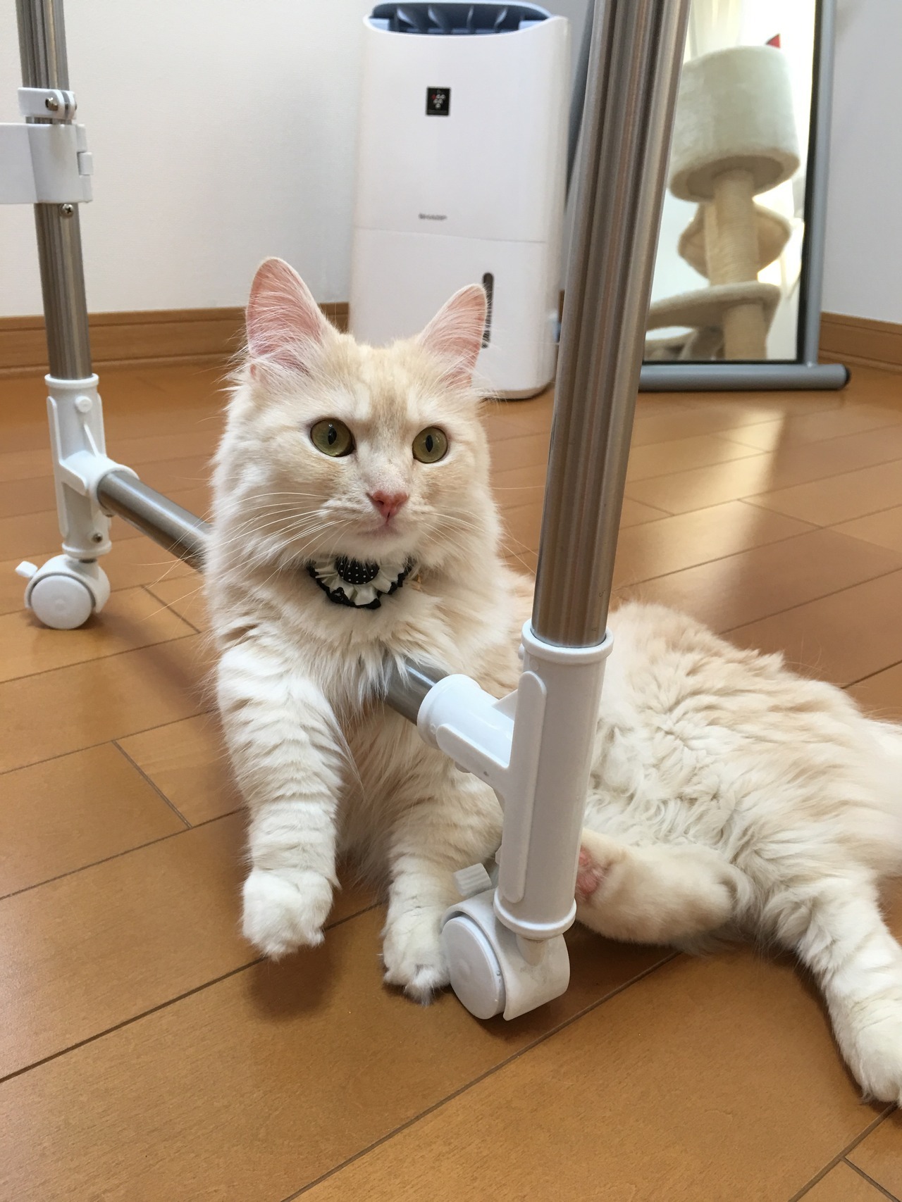 kitty & cat posts / memes