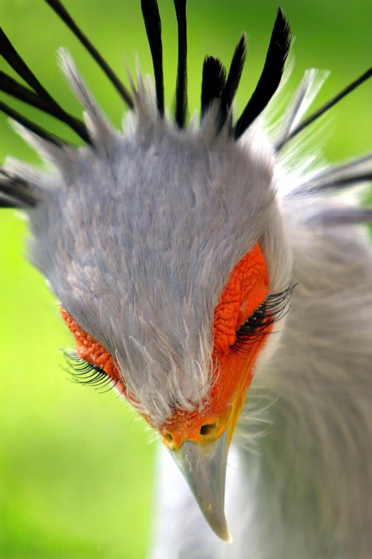 my-favorite-aesthetics:  biggest-gaudiest-patronuses:  biggest-gaudiest-patronuses: why are birds so cursed A Non-Comprehensive List of Birds That Piss Me Off  1. Dracula Parrot. This thing pisses me off like, a bunch 2.  King Vulture. the felted craft