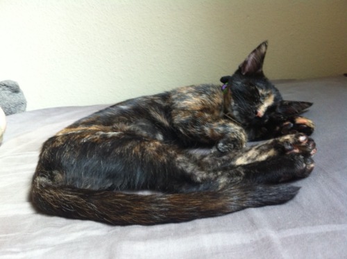 paradife-loft:a sleepy brand new cat child, feat. multicolored toe beans