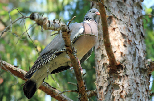 Wood pigeon / ringduva.