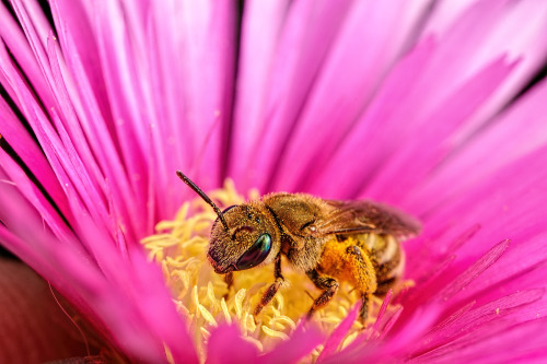 highresolution-photography:  Solitary Bee adult photos