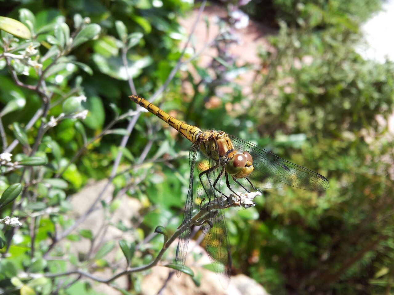 heliogabalusene:  Lacewing in my garden this morning