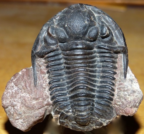 amnhnyc:It’s time for Trilobite Tuesday! Trilobites were among the most successful creatures ever to