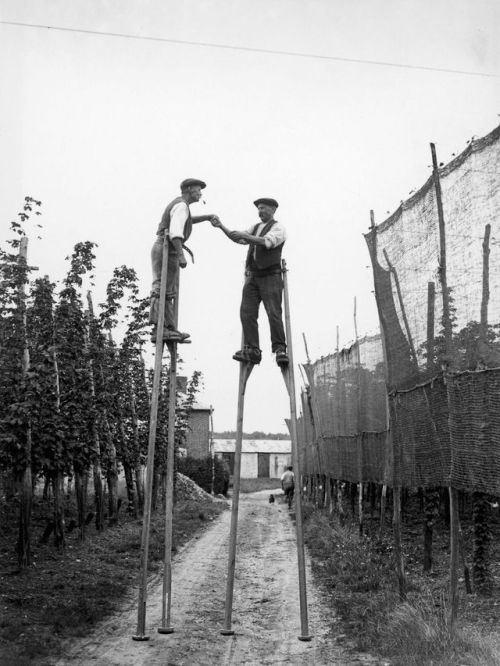 historicaltimes:Hop pickers use stilts on a farm at Wateringbury, Kent. 1928 via reddit