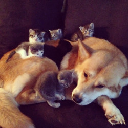 dawwwwfactory:  They follow him everywhere Click here for more adorable animal pics!
