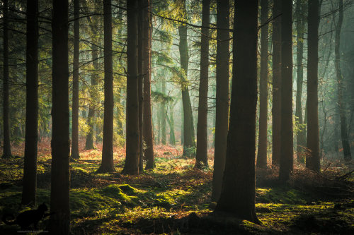 natureac:  This blog will make you feel at peace 