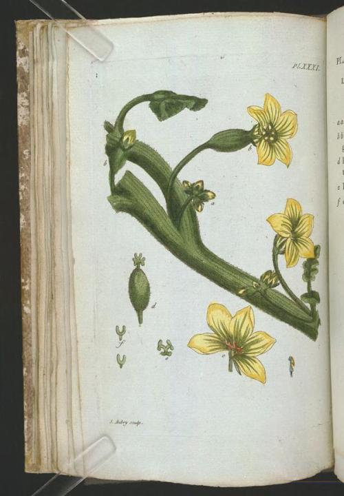 heaveninawildflower:Botanical illustrations taken from ‘Recueil de Plantes Coloriees’ by