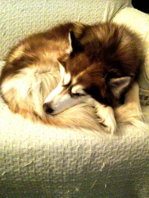 Baby snow dog ready for bed times